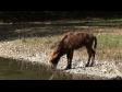 Sable Antelope 2 1252